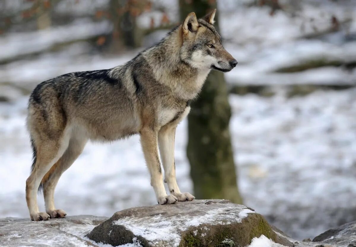 Волк canis Lupus. Canis Lupus Campestris. Тундровый волк. Волк серый обыкновенный.