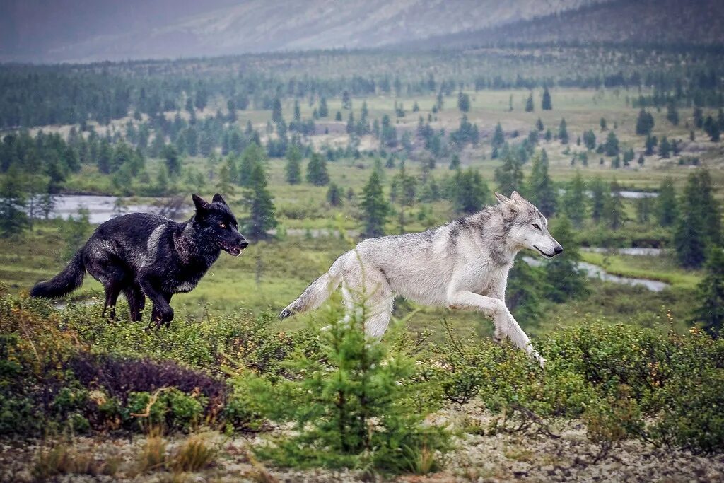 Воющий волк. Волк в лесу. Дикий волк. Волк в поле. Волк отдыхает в поле.