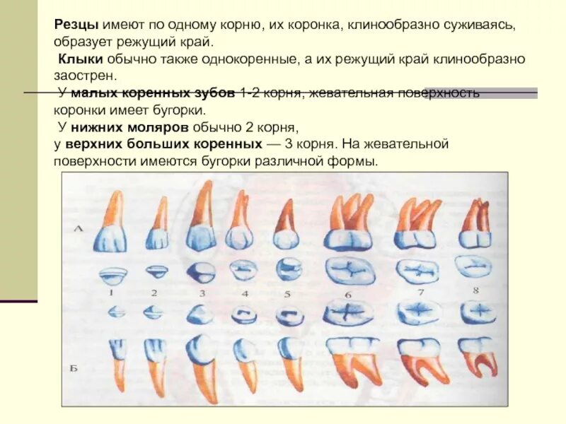 Верхний медиальный резец молочный. Клык нижней челюсти анатомия. Резцом корень. Латеральный резец верхней челюсти. Резцы моляры строение.