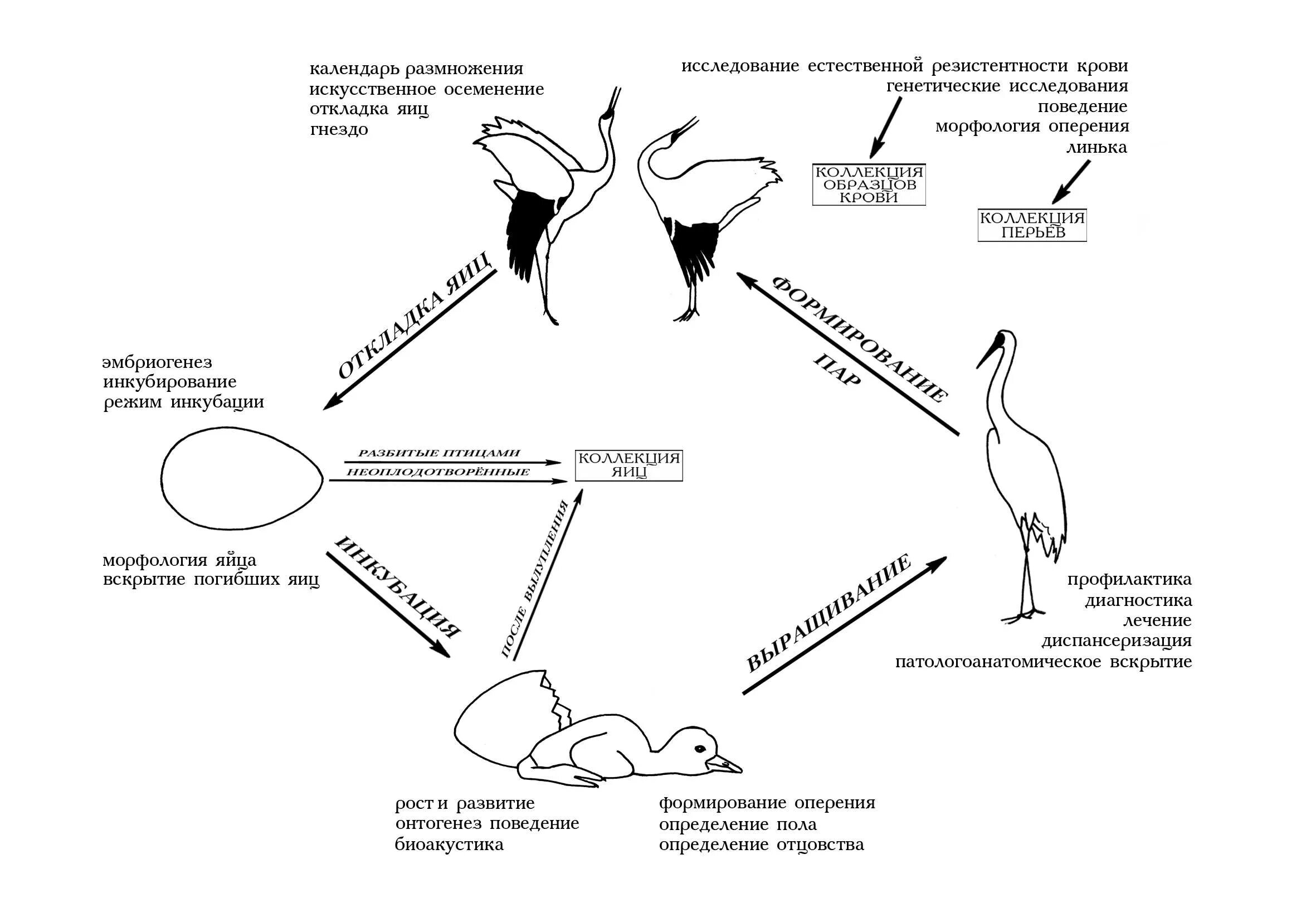Биология 7 класс жизненный цикл птиц. Жизненный цикл птиц схема. Цикл развития птиц схема. Цикл размножения птиц. Размножение и развитие птиц схема.