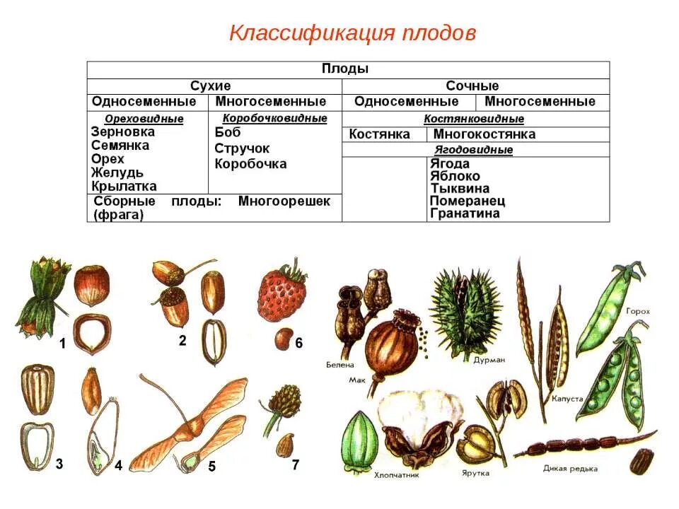 Определите тип плодов. Сухие односемянные плоды таблица. классификация плодов сочные многосемянные. классификация плодов ореховидные. классификация плодов сухие и сочные.
