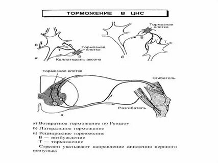 Тормозящая нервная система