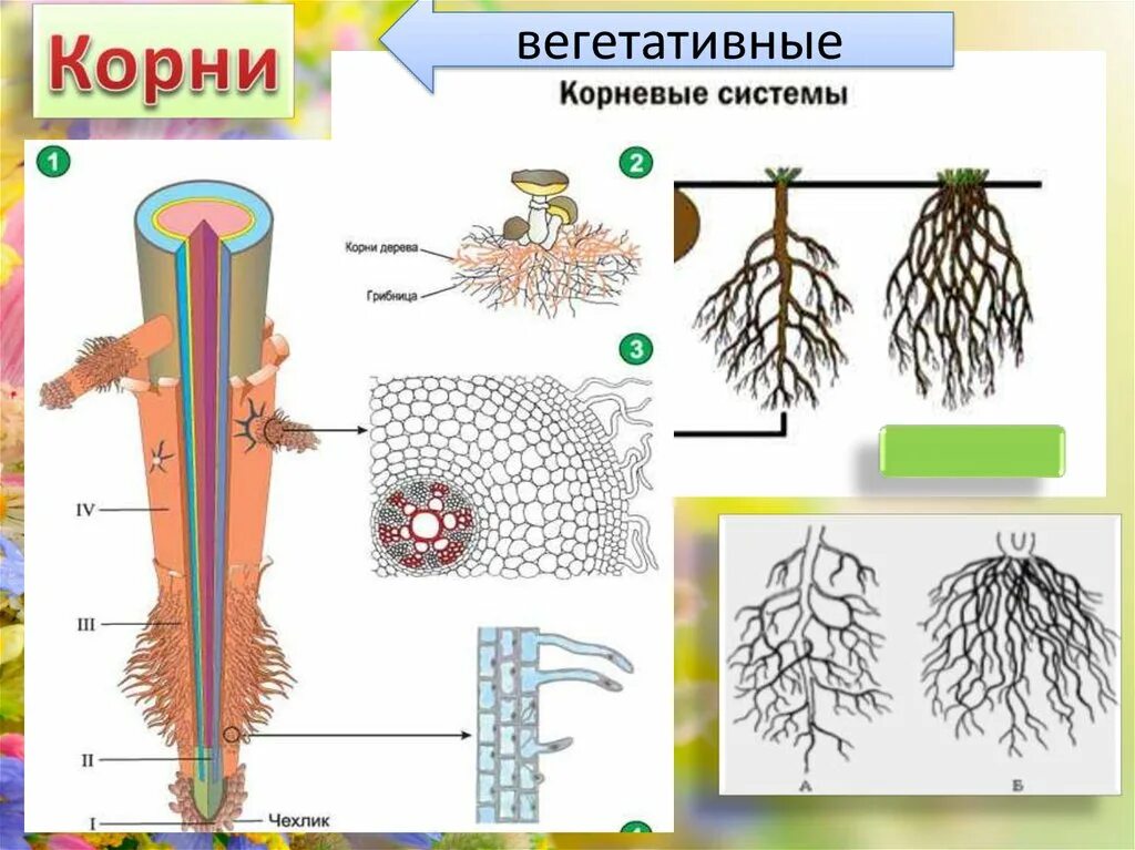 Прикорневой рисунок. Чехлик у растений. Корневая система чехлик. Корневая система корневой чехлик. Вегетативная корневая система.