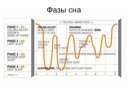 Сколько времени длятся фазы сна