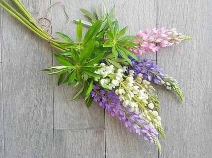 Можно ли люпины ставить в квартире