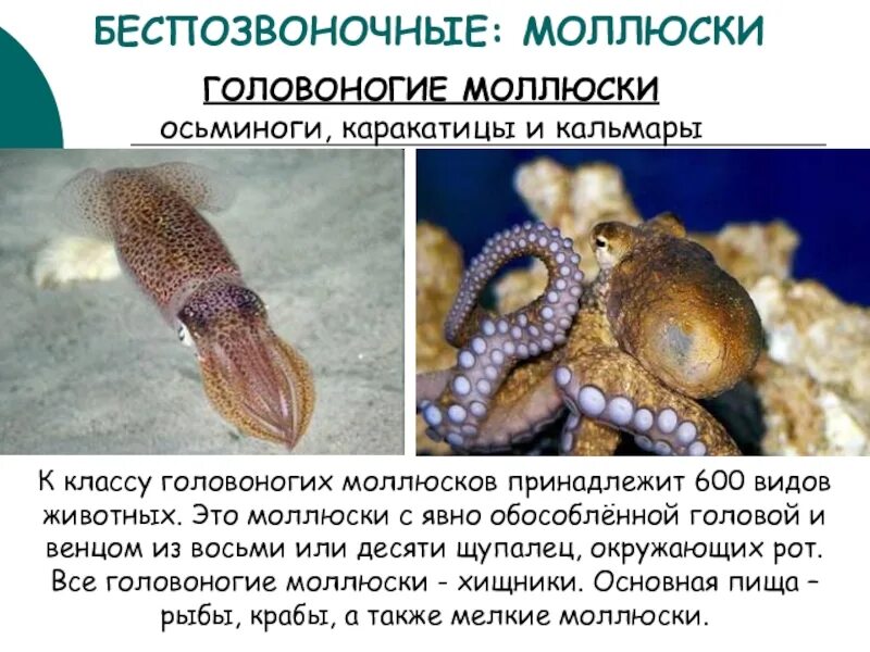 Рот головоного моллюска. Беспозвоночные головоногие. Класс головоногие моллюски животные. Осьминог каракатица моллюск.