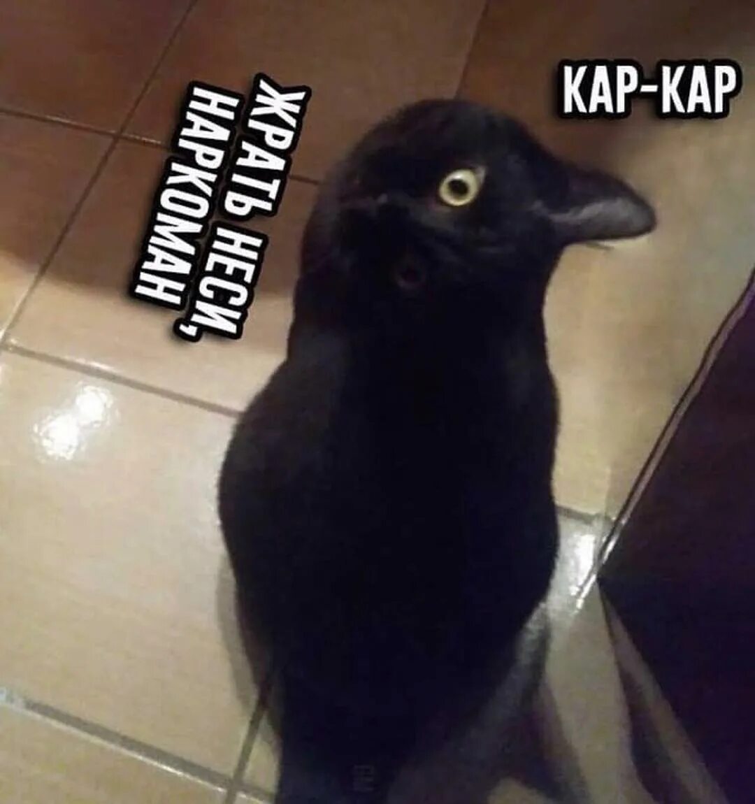 Мем про ворона. Кот и ворона мем. кот ворон мем. ворона и кошка. ворона или кот фото.