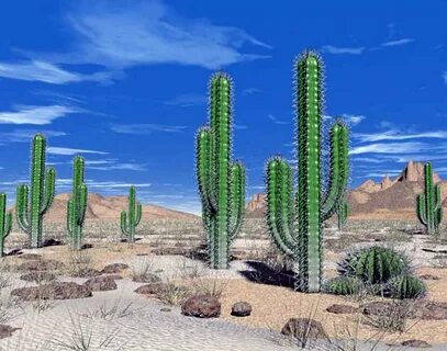 Desert plant