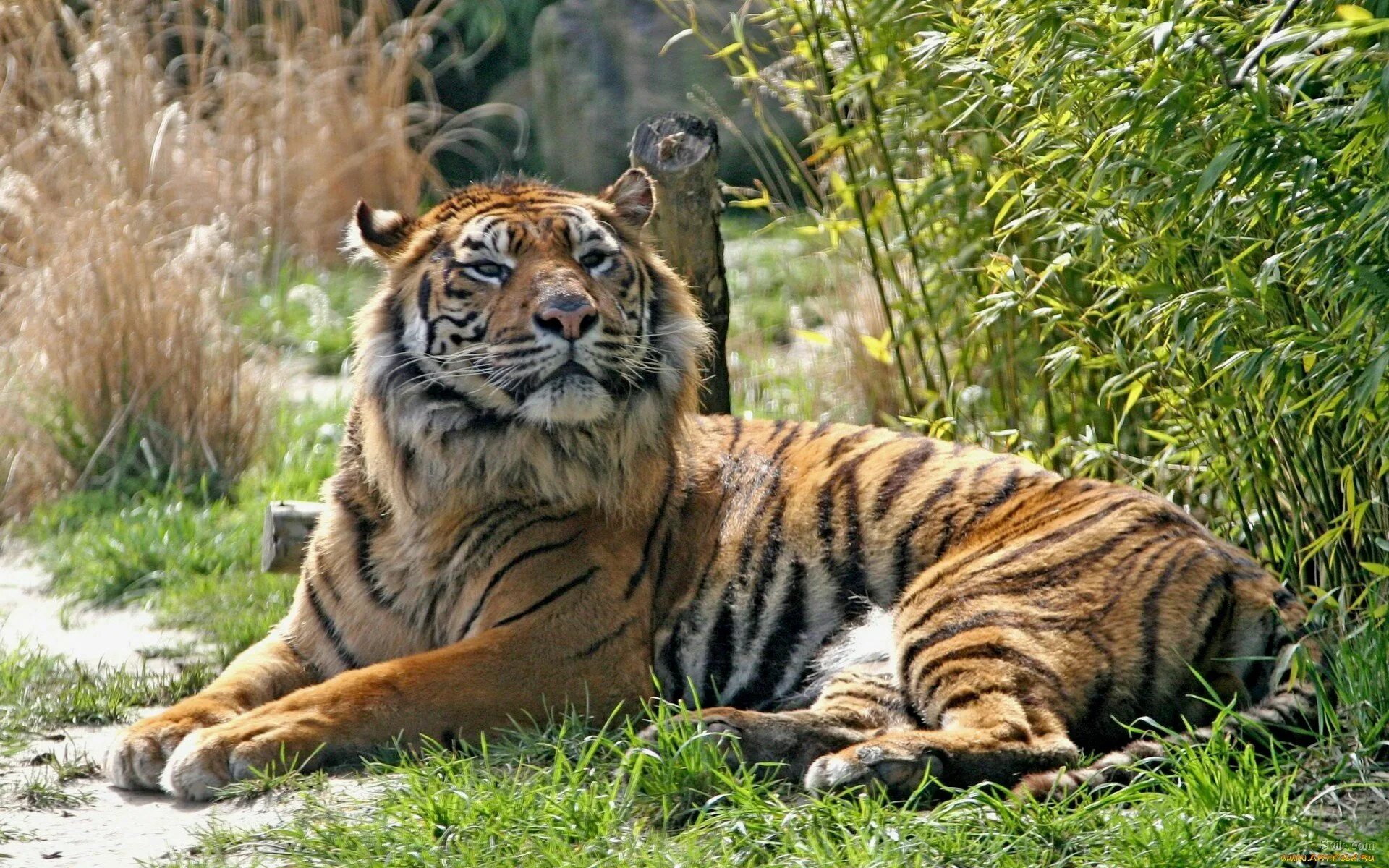 Уссурийский тигр. Амурский тигр. Тайгер тигр. Суматранский тигр и Амурский. Тигровый картинка