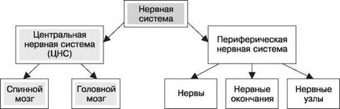 Нервные узлы расположены внутри