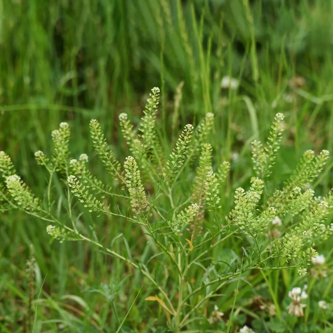Свойства клоповника. Клоповником мусорным (lepidium ruderale. Клоповник сорный. Клоповник турчанинова. Клоповник крупновидный.