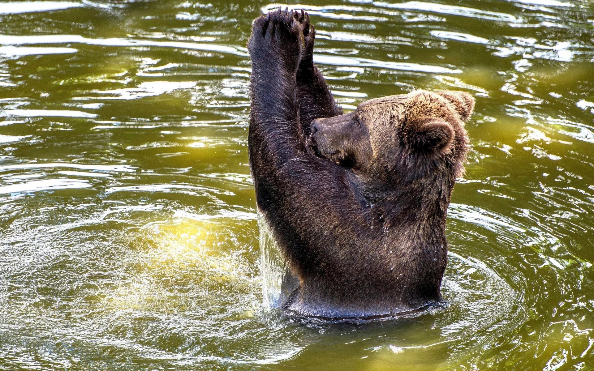 Животные купаются. Европейский бурый медведь. Медведь на реке. Медведь купается. Медведь в воде.