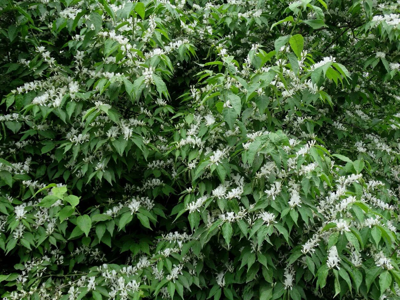 Купить семена Жимолость Маака. Lonicera maackii. Семена и саженцы Анатолия Орлов