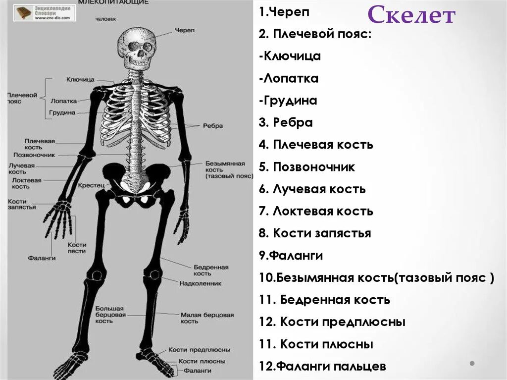 Скелет человека с названием костей 4 класс. Название костей человека. Скелет человека лучевая кость. Лучевая кость на скелете.