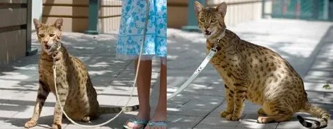 Ашера из дагестана фото