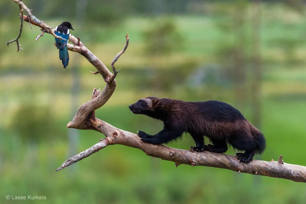 Уникальные кадры природы. Match 8 interesting wildlife. Match 8 interesting wildlife. Национальный парк крюгера фауна. Слоны.