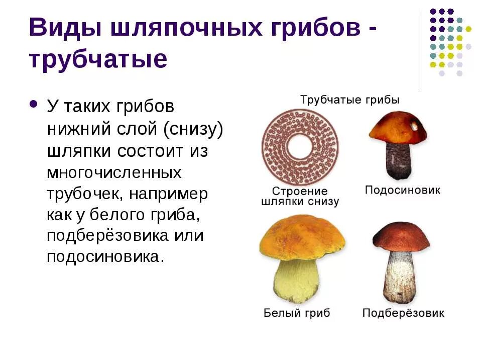 Различия пластинчатых и трубчатых грибов таблица. Строение трубчатого гриба. Шляпочные грибы строение трубчатые. Строение шляпки трубчатого гриба. Строение шляпки шляпочного гриба.
