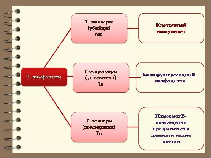 Т киллеры т хелперы т супрессоры. Классификация т лимфоцитов. Т киллеры т хелперы т супрессоры функция. Функции т лимфоцитов. Т лимфоциты образуются в