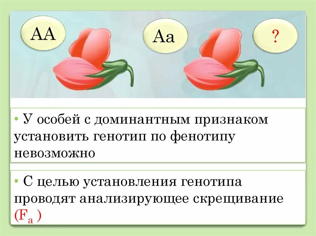 Неполное доминирование расщепление по генотипу. Неполное доминирование биология 10 класс. неполное доминирование анализирующее скрещивание. неполное доминирование биология 9 класс. анализирующее скрещивание фенотип генотип.