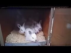 В каком возрасте отсаживают крольчиху