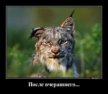 Привет с большого бодуна год