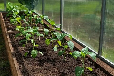 Какой водой лучше поливать рассаду: не фильтрованная и не отстоявшаяся - МК Калм