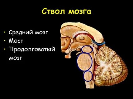 Ствол мозга анатомия