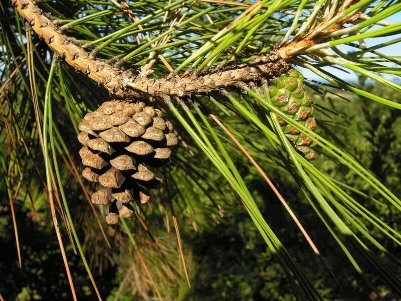 Пиния это. Pinus pinea. Пиния (Pinus pinea). Pinus pinea шишки. Сосна итальянская Пиния.