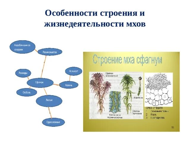 Каковы особенности строения и жизнедеятельности