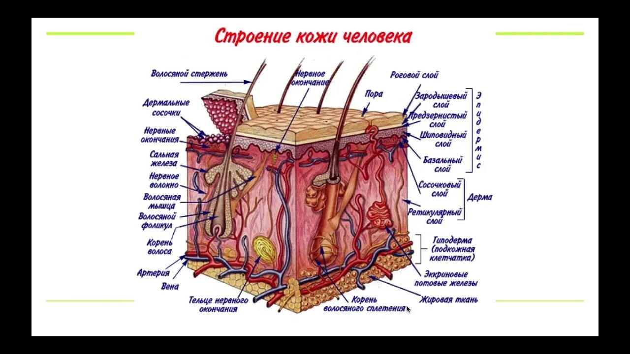 Какие функции выполняет образование кожи. Строение кожи слои дермы. Структура кожи человека схема. Строение кожи человека схема с описанием. Функции кожи эпидермис дерма гиподерма.