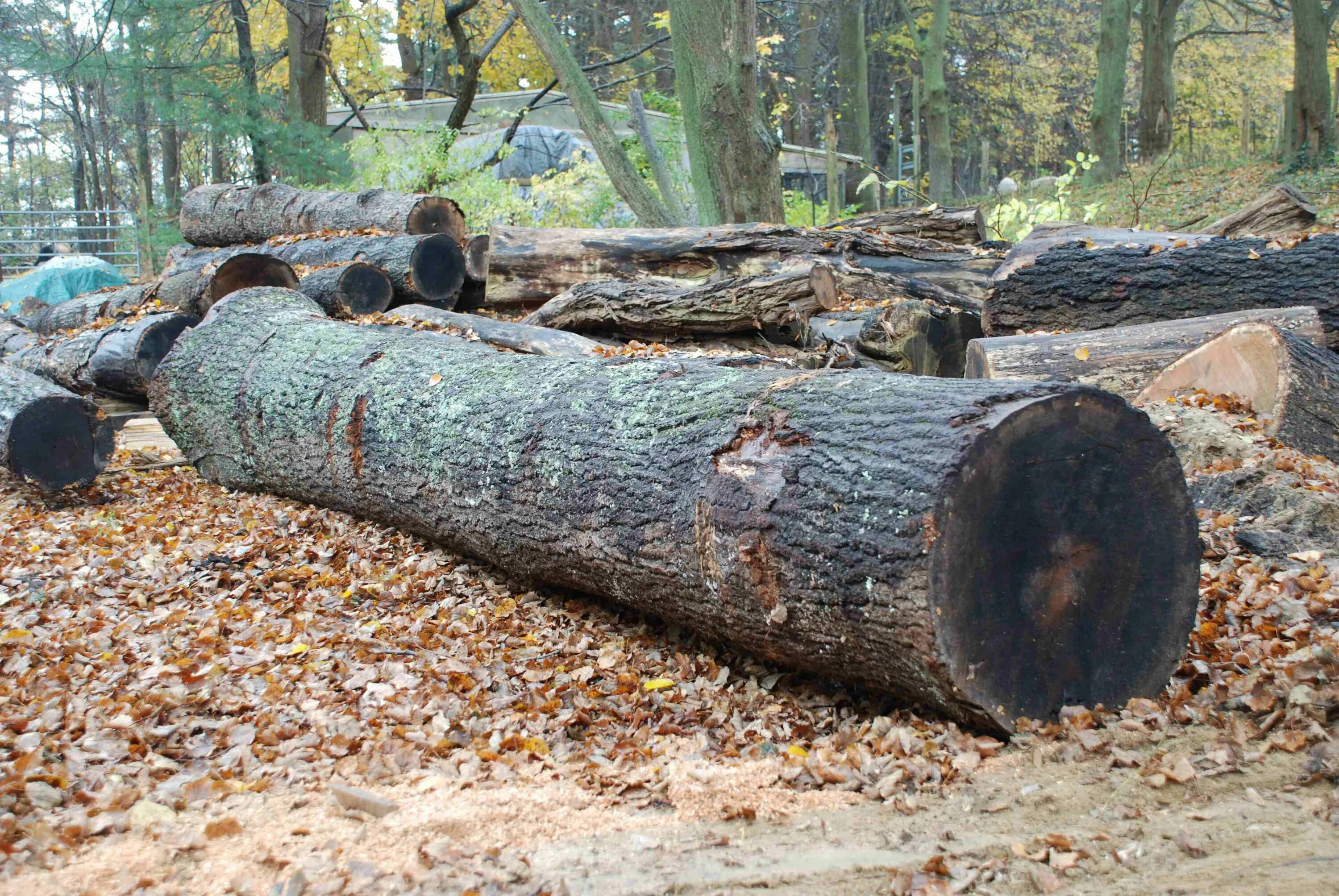 Logs posting. Бревно. Дерево бревно. Бревно в лесу. Бревно лежит.