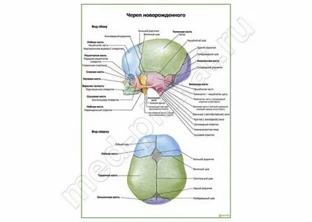 Черепной новорожденных