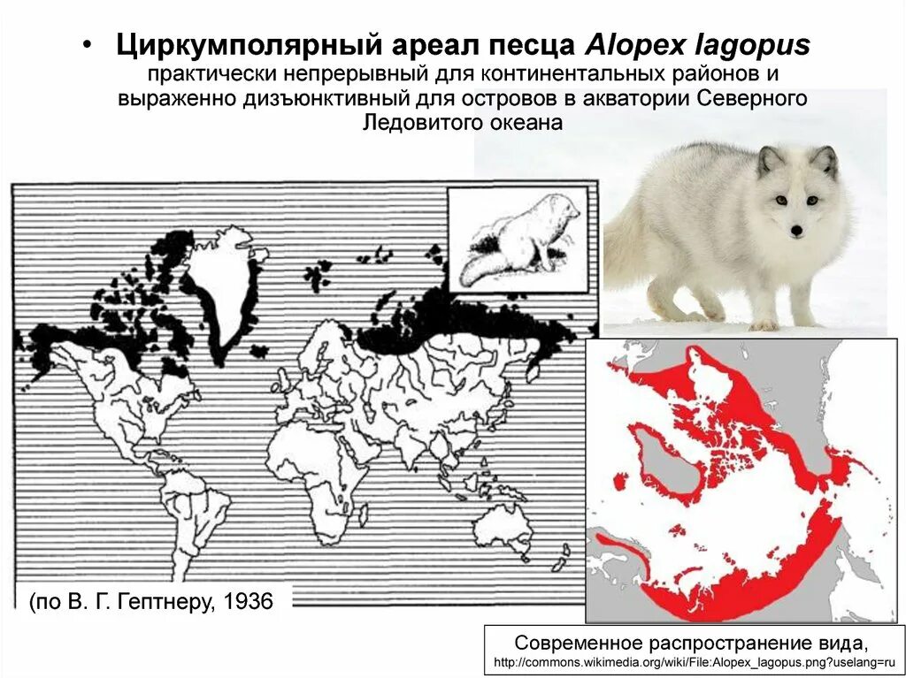 Ареал обитания песцов. Ареал обитания песца в России. Ареал обитания песца в России на карте. Ареал обитания песцов в России.