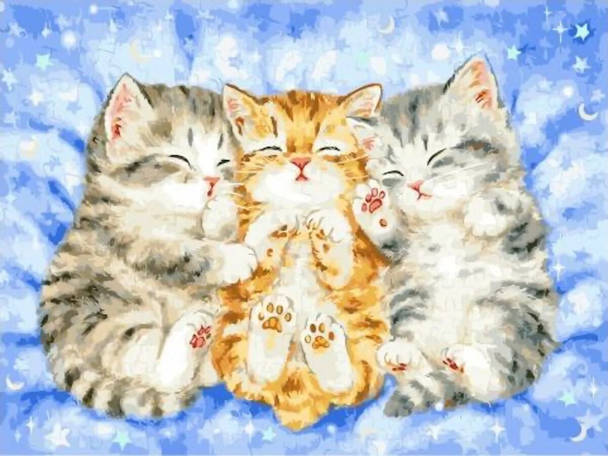 Сон 3 котенка. Спокойной ночи котик. картина по номерам три котенка. забавный котенок картина. картина по номерам два котёнка.