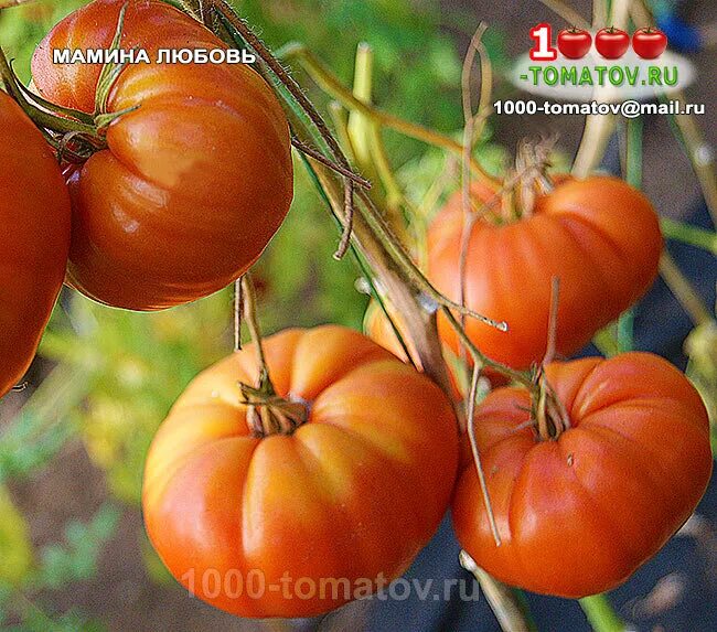 Семена томат мамина любовь - купить в Москве