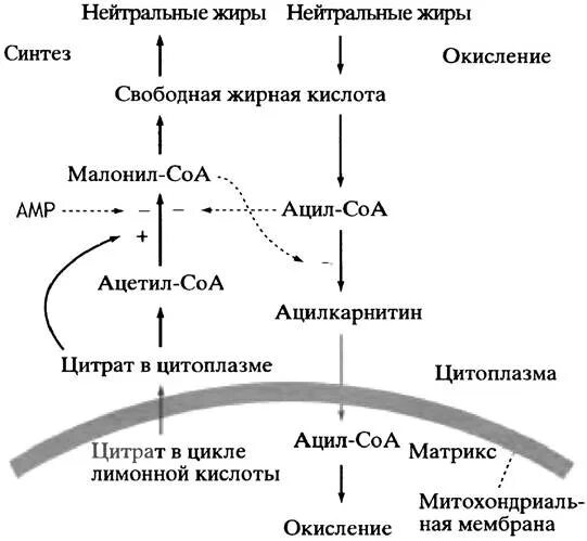 Место синтеза жиров. Метаболизм жирных кислот биохимия таблица. Схема метаболизма жирных кислот. Метаболический путь жирных кислот. Синтез жирных кислот биохимия схема.