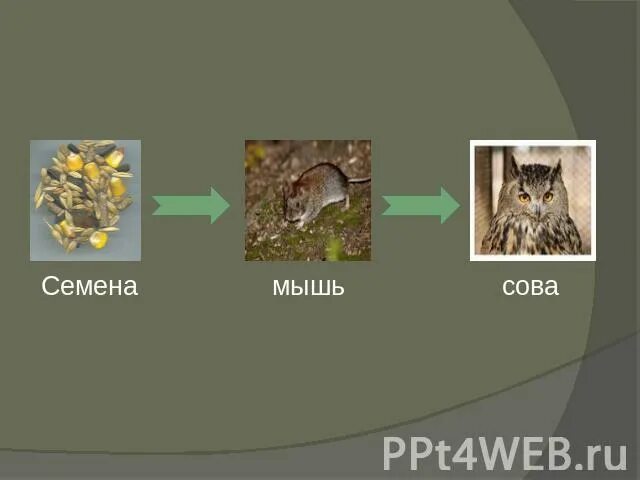 Цепь питания дуб мышь. Сова и мышь тип взаимоотношений. цепь питания кукуруза мышь сова. сова семечки. природное сообщество что мышь даёт совет и сова мыши.