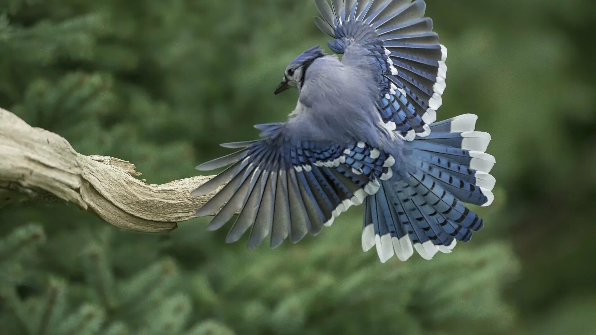 Птица с 6 крыльями. Голубая Сойка хвост. «Голубые сойки». Голубая Сойка Крылья. Голубая Сойка полет.