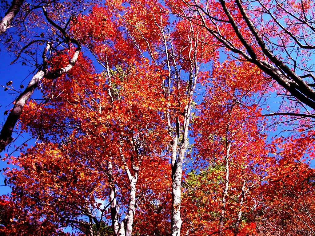 Осина дерево красная. Осина дерево осенью. Осина осенью. Осинки деревья осенью. Осинка листья осенью