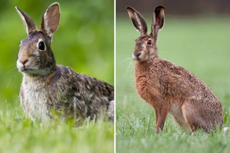 Заяц и кролик. Заяц vs кролик. Rabbit Hare разница. Bunny Hare Rabbit разница. Против зайчика
