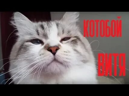 Слушать котобои