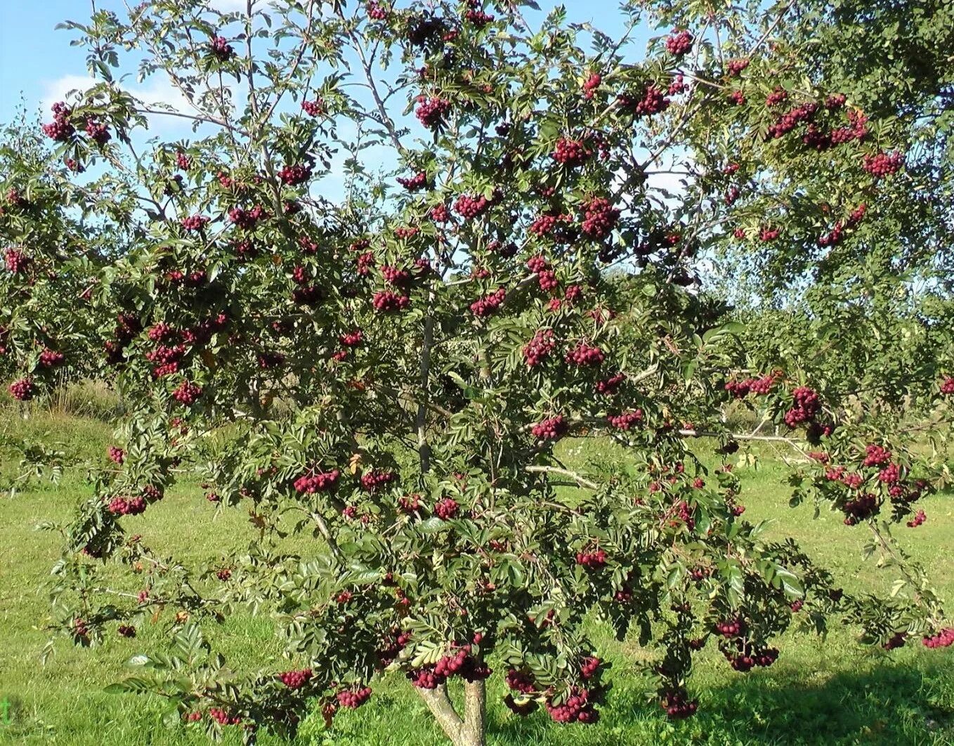Азиатская груша секуи. Вишня и алыча. Дерево 40 плодов сэма ван акена. Привитые фруктовые деревья. Комнатный цитрус каламондин.