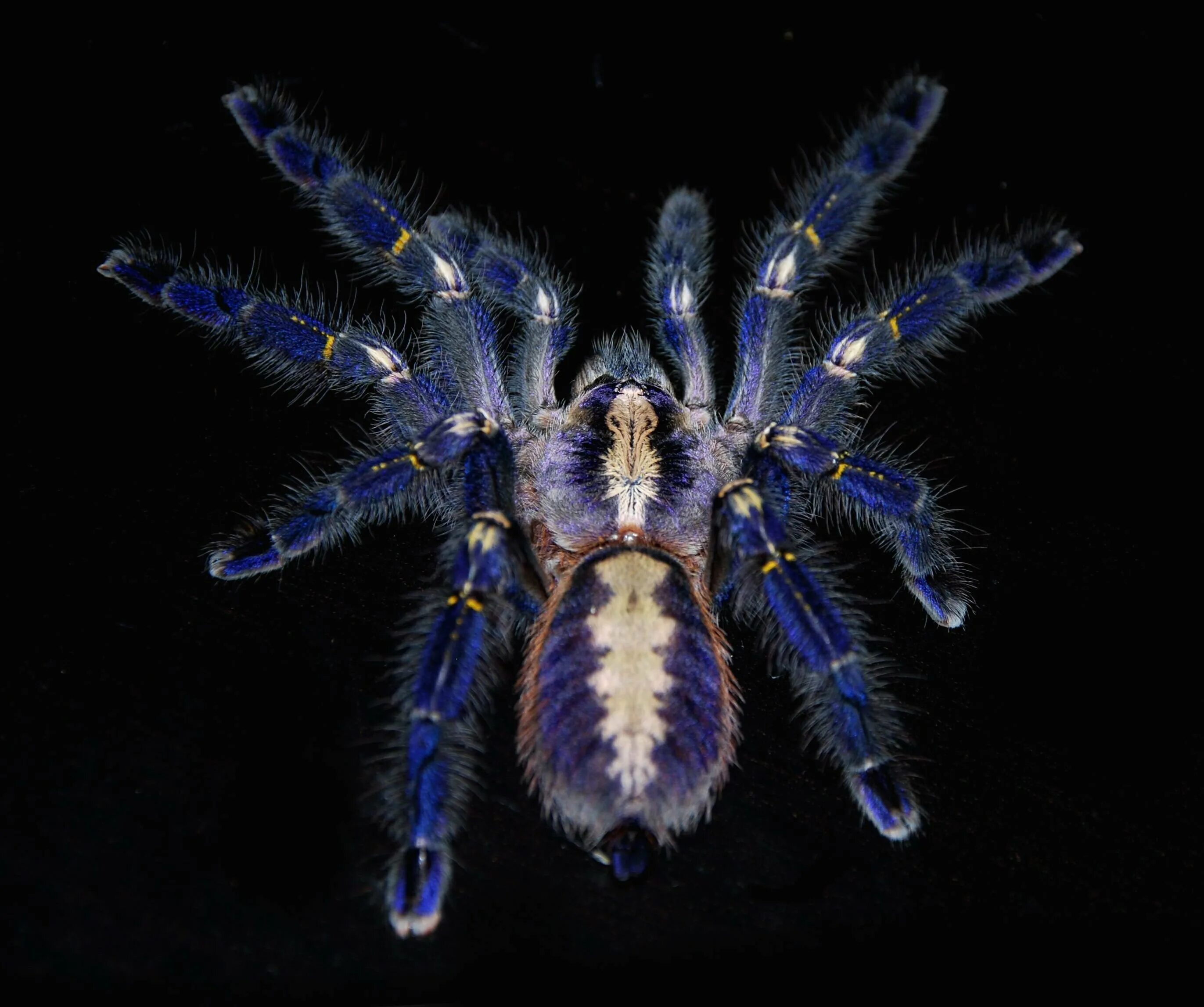 Птицеед Poecilotheria Metallica. Синий птицеед Poecilotheria Metallica. Паук птицеед Poecilotheria Metallica. Poecilotheria Metallica паук.