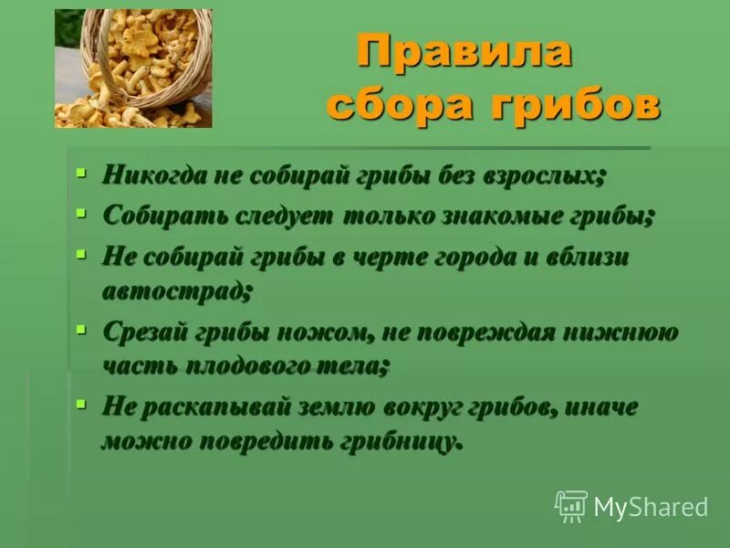 исследовательская работа грибы