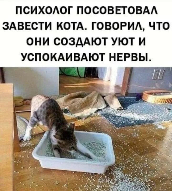 Заведи кота. Кошки успокаивают нервы. Коты создают уют и успокаивают. Посоветовали завести кота.