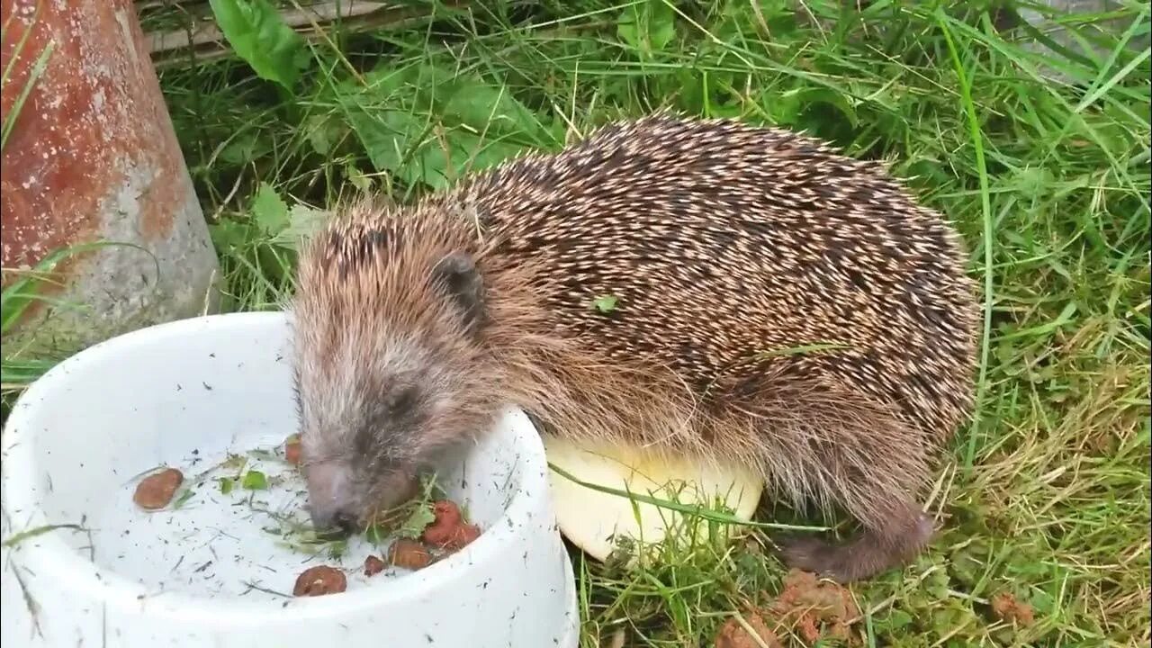 Ежик кошачий корм. Корм для ежей. кошка и еж. чем подкормить ежа. кормящая ежиха лесная.