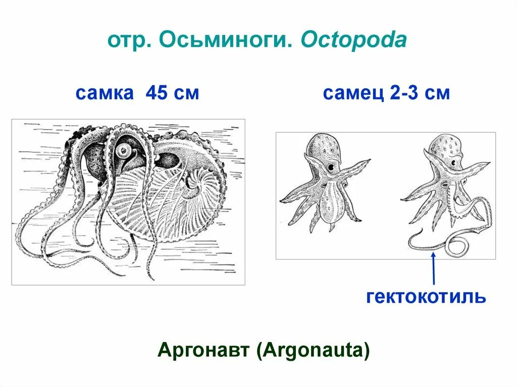 Развитие головоногих. Осьминог Аргонавт размножение. Головоногих моллюсков Аргонавт. Аргонавт моллюск строение. Моллюск Аргонавт размножение.