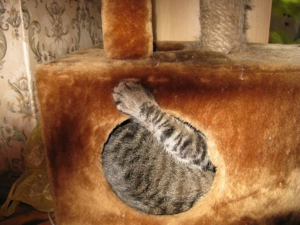 Почему обижен кот. Обиженный кот. котенок отвернулся. котенок обиделся. кот обиделся и ушел.