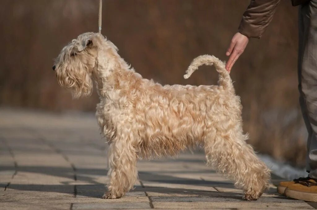 Ирландский мягкошерстный терьер. Ирландский мягкошёрстный пшеничный терьер стандарт. Ирландский мягкошерстный терьер. Ирландский пшеничный терьер. Мягкошерстный пшеничный терьер.