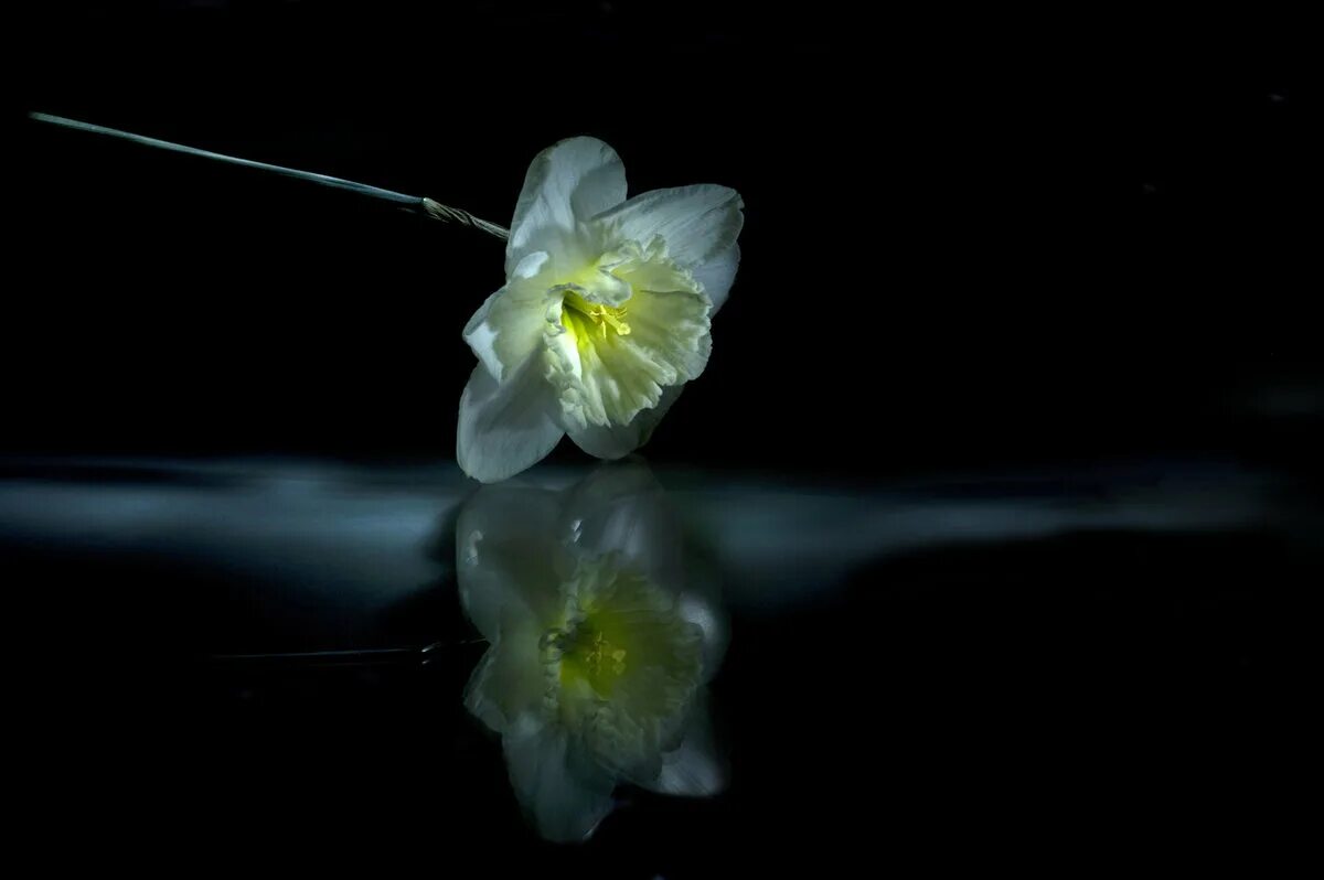 Нарциссы ночью. Нарцисс у воды. Нарцисс отражение. Нарцисс отражение в воде.